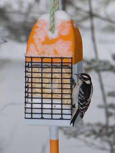 Lobster Buoy Suet Feeder