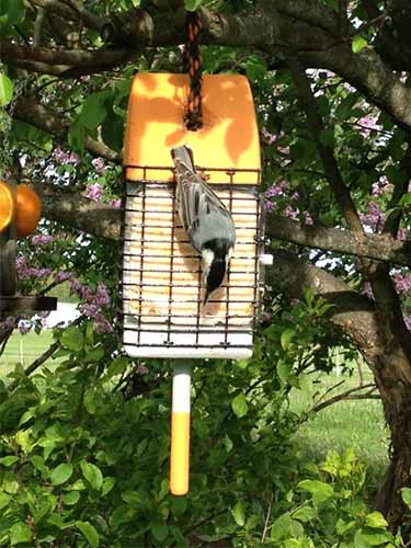 Lobster Buoy Suet Feeder